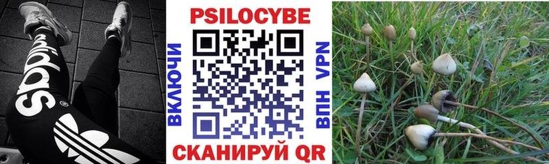 Купить закладки  Поворино  Псилоцибиновые грибы GOLDEN TEACHER 